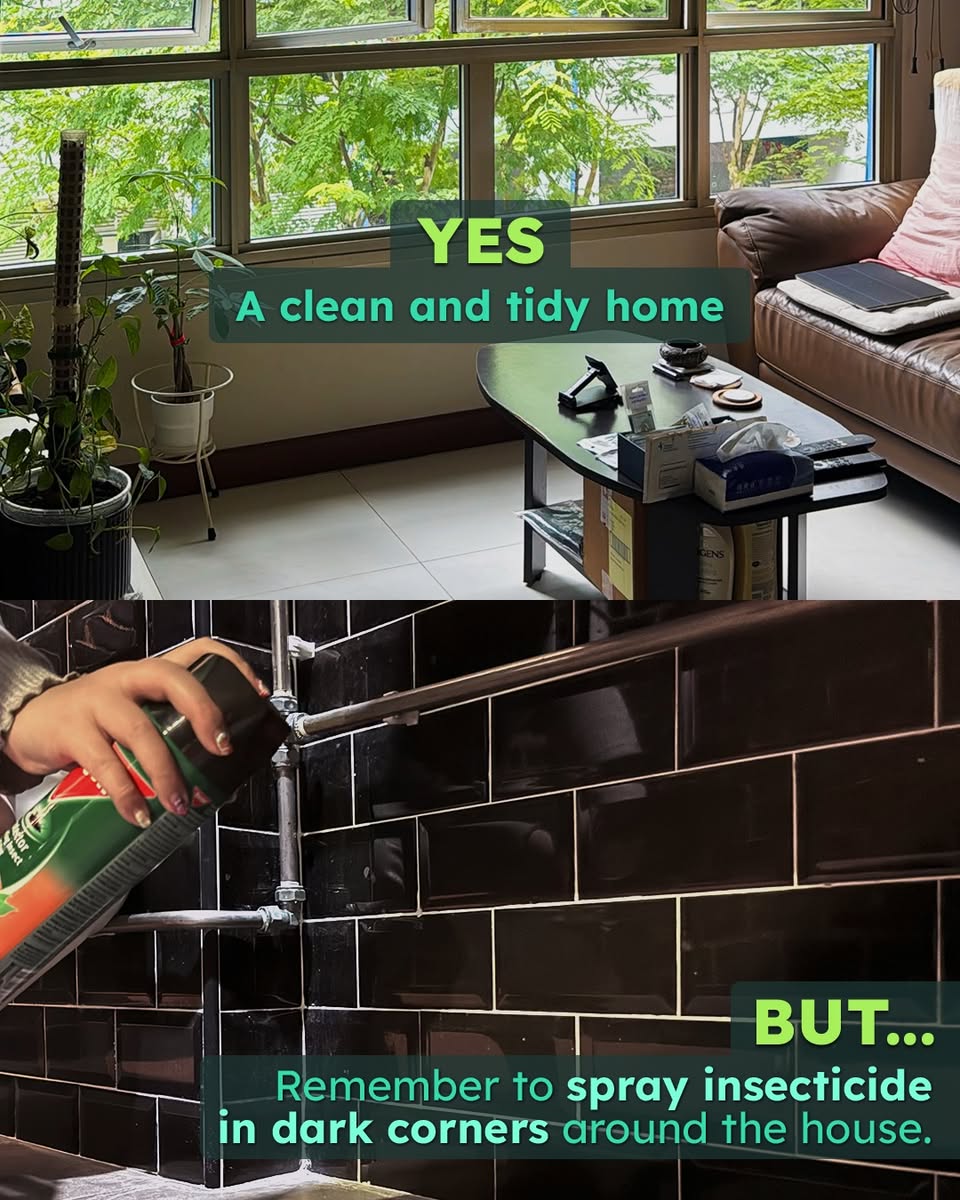Dengue Prevention Tips from Our Tampines Hub