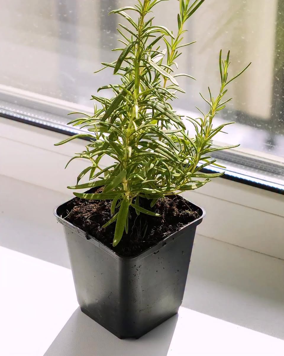 Weekend Reset Reminder: Break Up Hardened Soil to Stop Aedes Breeding