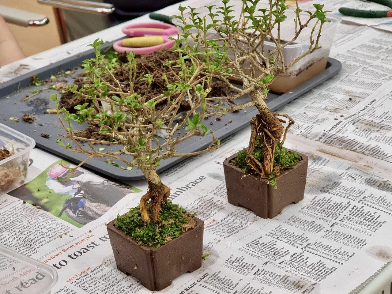 A collection of small Mame Bonsai trees