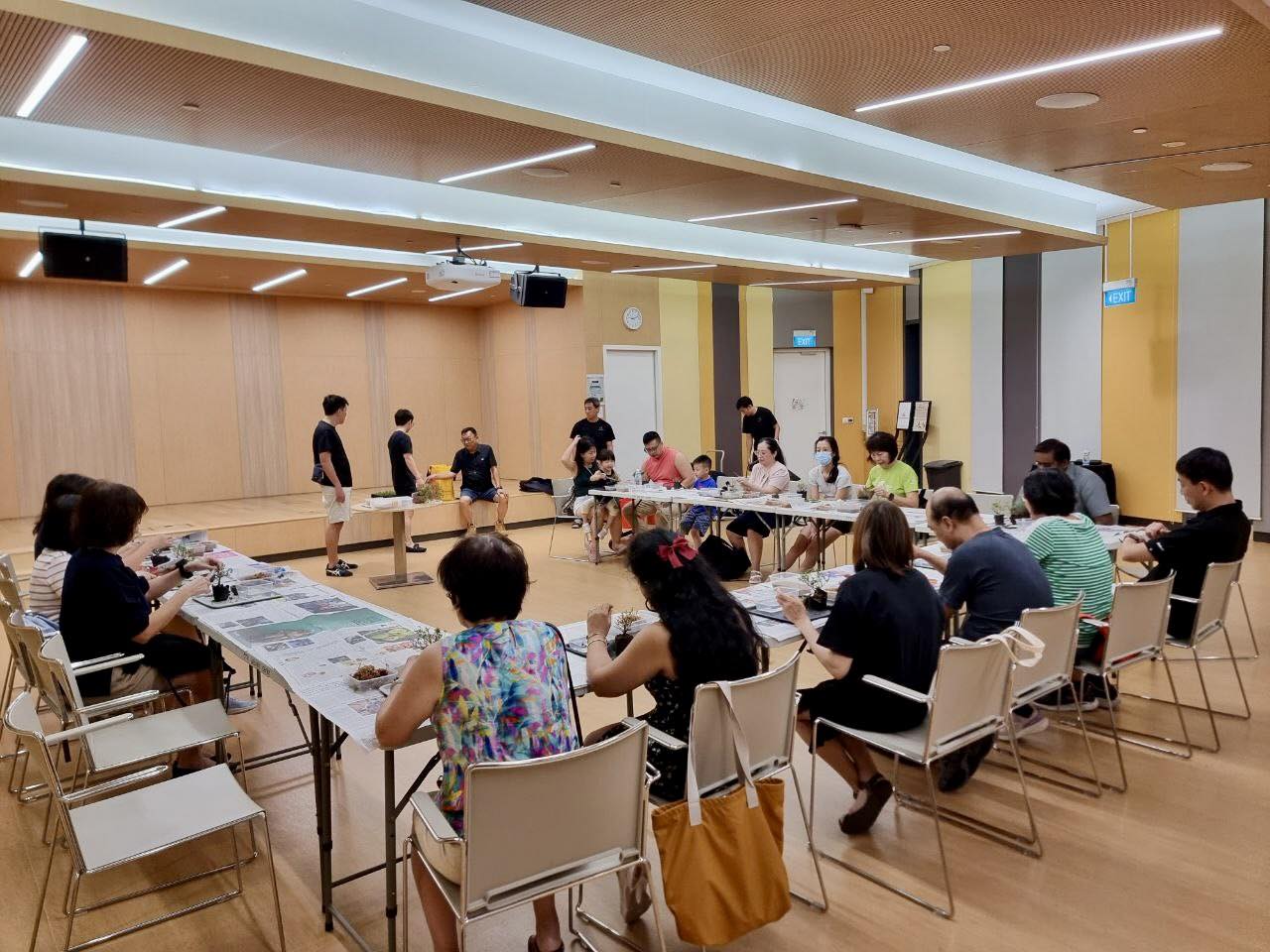 Close-up of a miniature bonsai tree