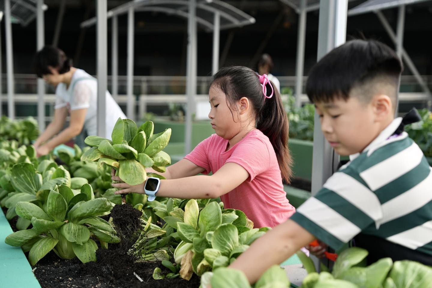 Community members actively harvesting fresh produce from the garden.