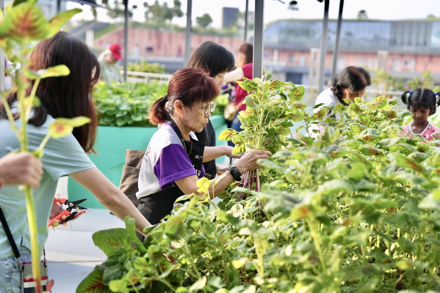 A variety of vegetables and aloe vera plants harvested by participants.