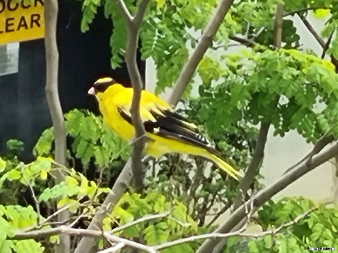 Tampines ActiveSG Swimming Complex